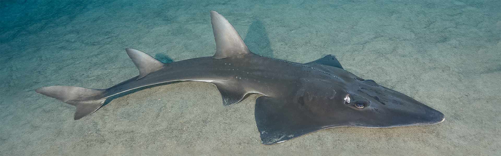 Bottlenose Wedgefish: Unraveling the Mysteries of These Enigmatic Marine Creatures